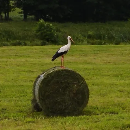 Апартаменты Bociani Spokoj *