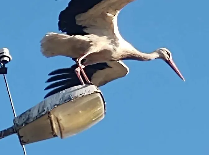 Bociani Spokój Giżycko