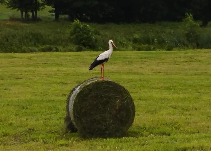 Apartament Bociani Spokój *